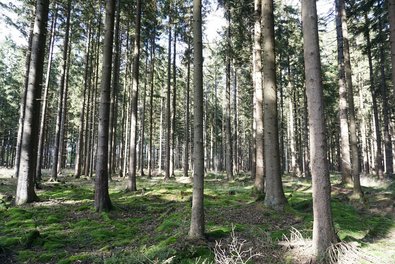 Fichtenbestand mit dicken Bäumen