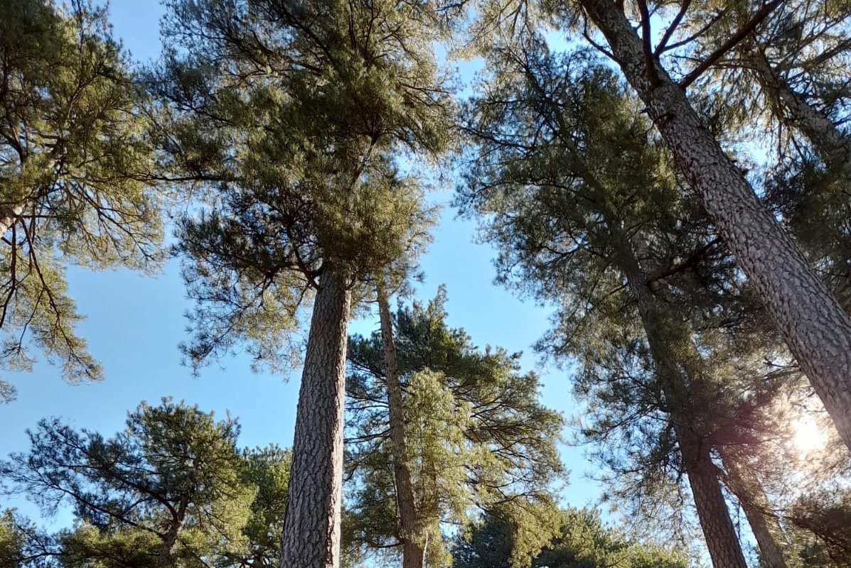 Nadelbäume vor blauem Himmel