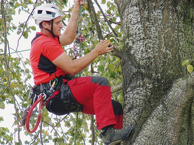 A climber checks a trunk for signs of an ALB infestation