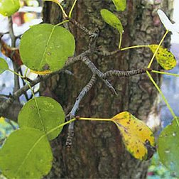 Rundliche Blätter und dornige Zweige der Wildbirne