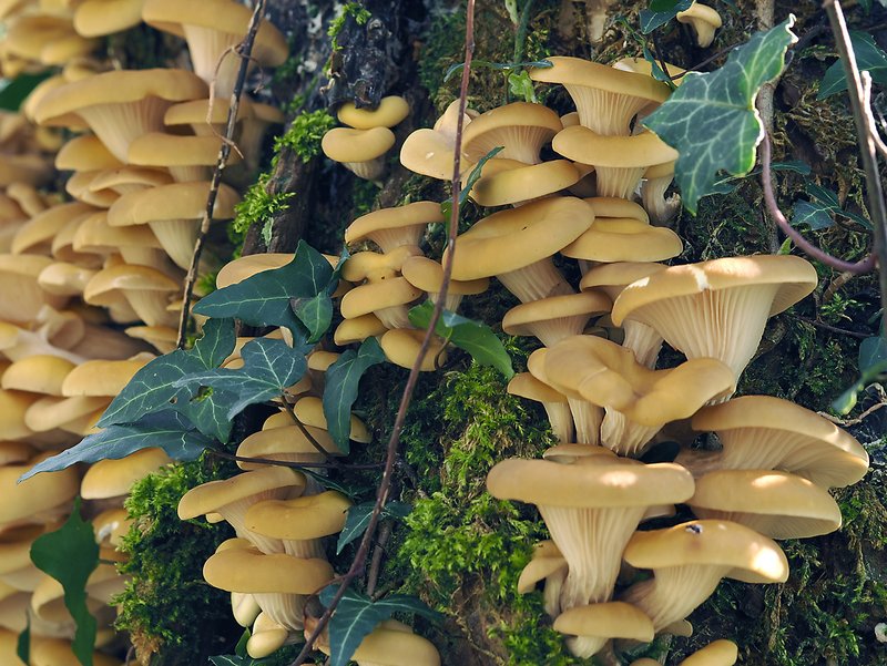 Fruchtkörper des Zitronenseitlings