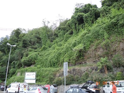 Extent of the kudzu occurrence 