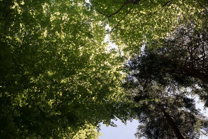 Tree canopies of beech and spruce trees viewed from below