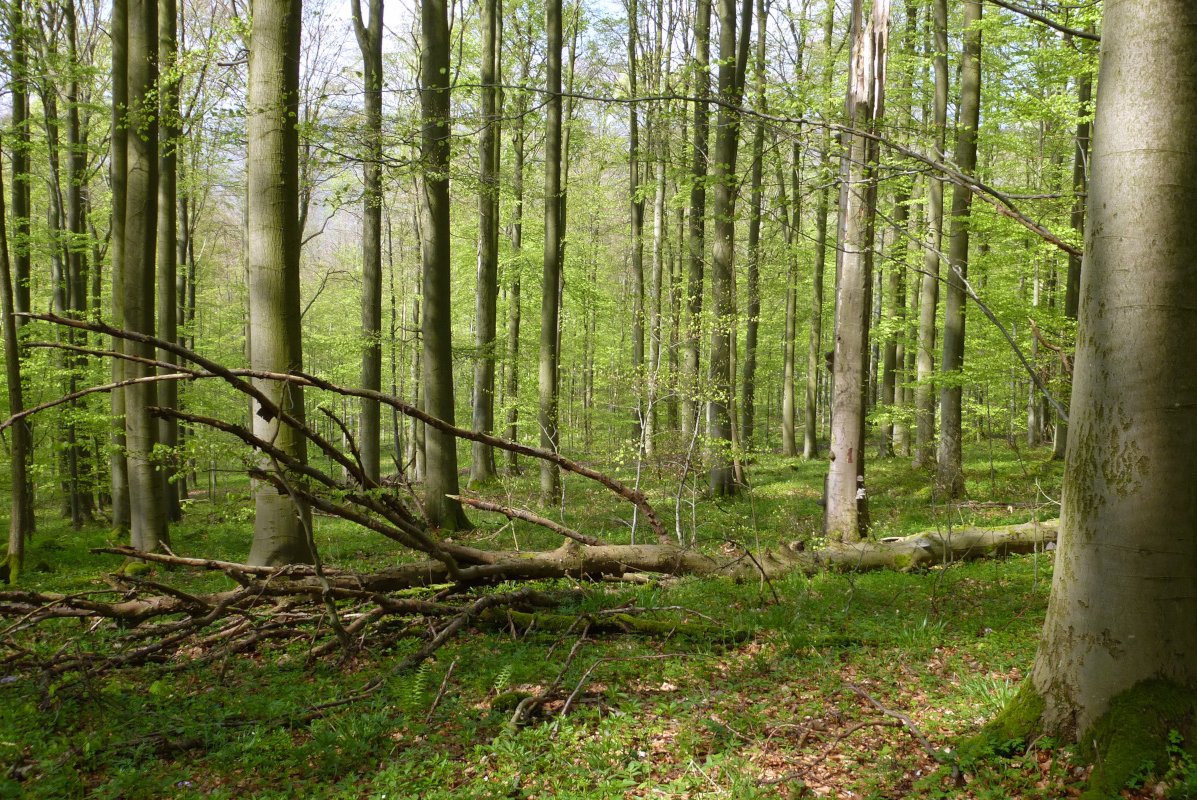 Wald aus Laubbäumen