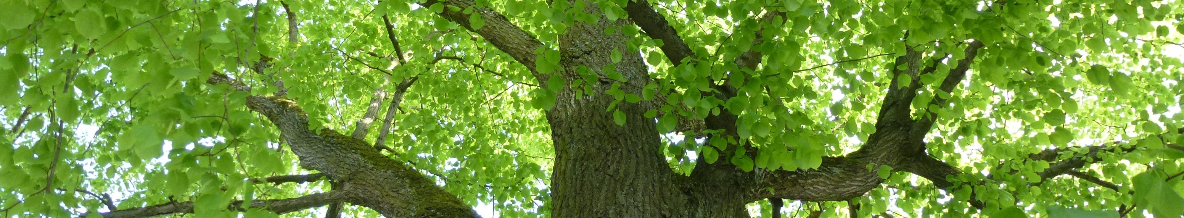 stark verzweigte Krone eines alten Baumes mit hellgrünen Blättern