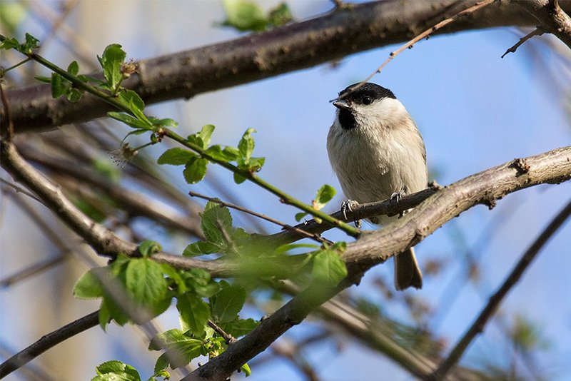 Sumpfmeise in ihrem Lebensraum