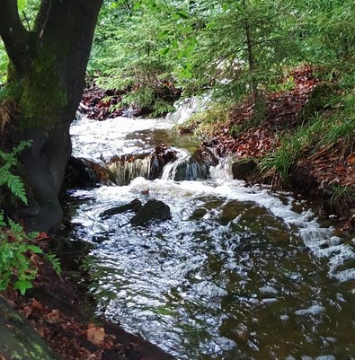 Der Gewässerarm Elsterbach „staunass“ führt nach Starkregenereignissen im Sommer kurzzeitig wieder Wasser. 