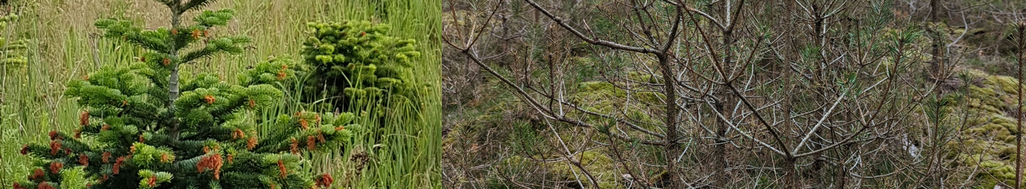 Spätfrostschäden (links), Fraß durch Kiefernbuschhornblattwespen