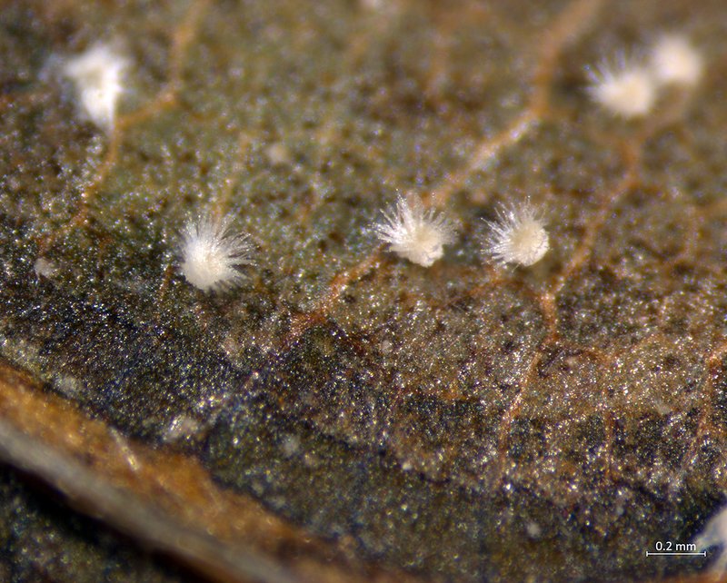 Diaspores asexuées et blanches au stade du mycopappus