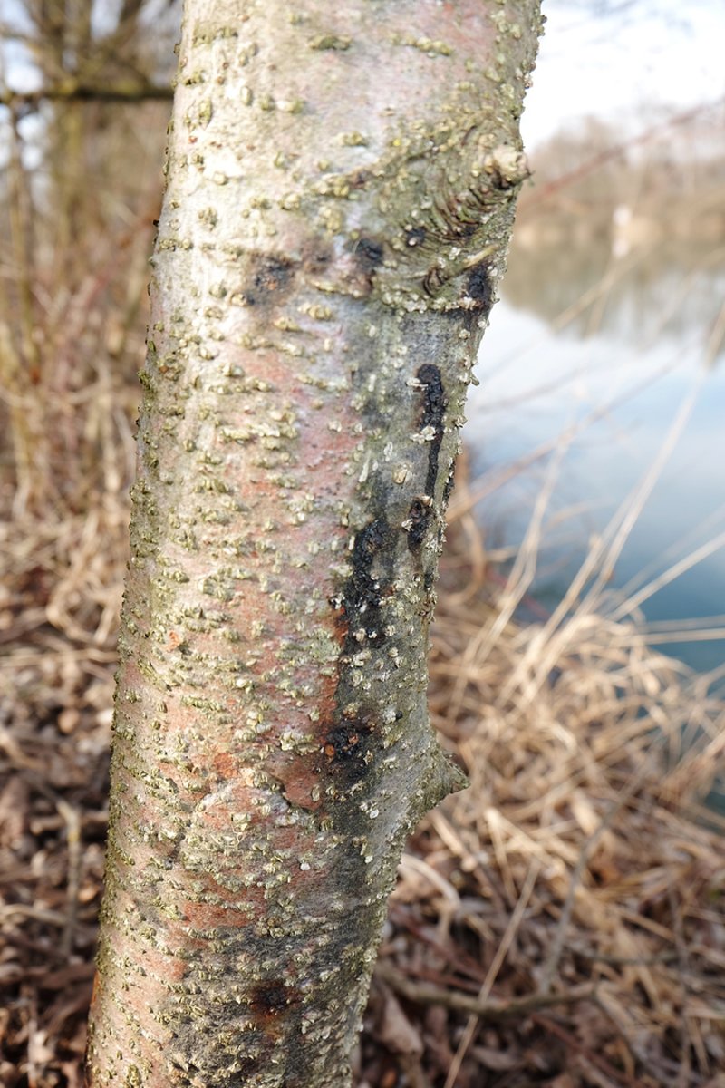 Root and collar rot of alder