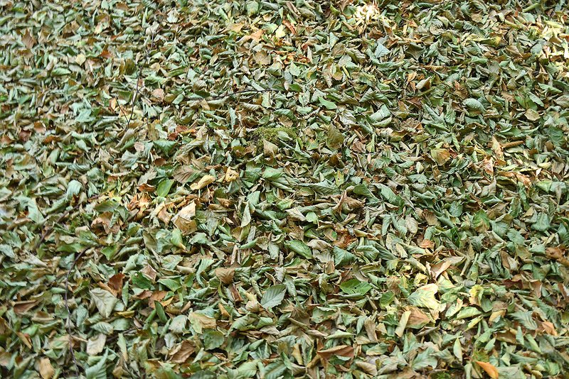 grün abgefallene Blätter in Buchenbestand