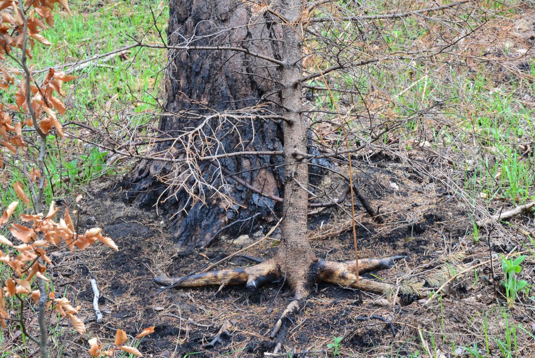 Verkohlter Baumstamm