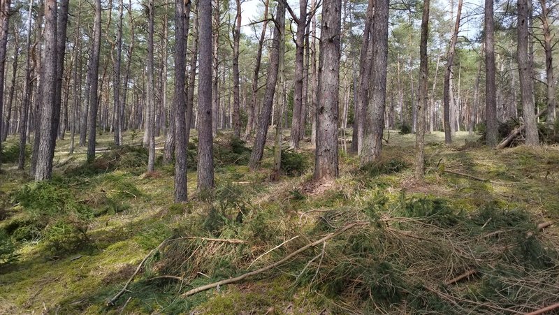 Entbuschungsmaßnahmen in einem Kiefernwald