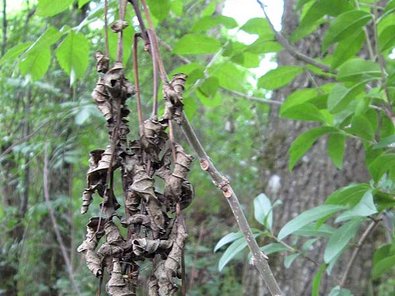 abgestorbene Blätter