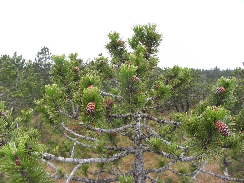 Spirke mit dicht stehenden, langen Nadeln und mehreren Zapfen auf einem Moorstandort; im Hintergrund sind weitere Spirken und Moorvegetation zu sehen.
