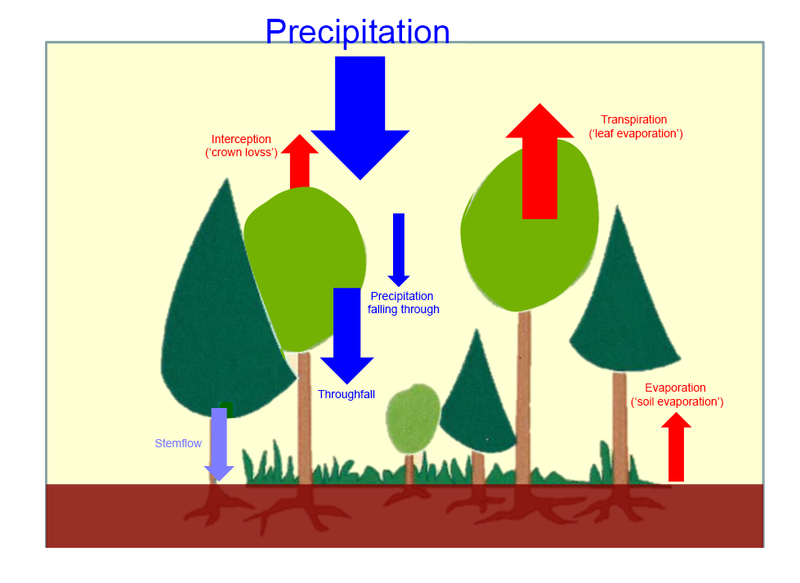 Figure 2: Schematic of routes of precipitation to soil and surface evaporation (blue arrows: precipitation components; red arrows: interception and evaporation).