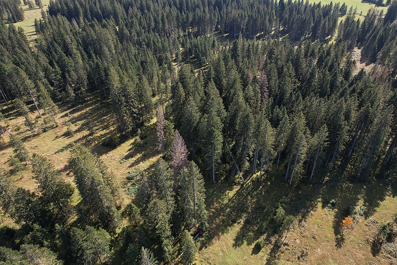 Überwinterungsbäume im Herbst. Absterbende Fichten (rotbraun) in grünem Bestand