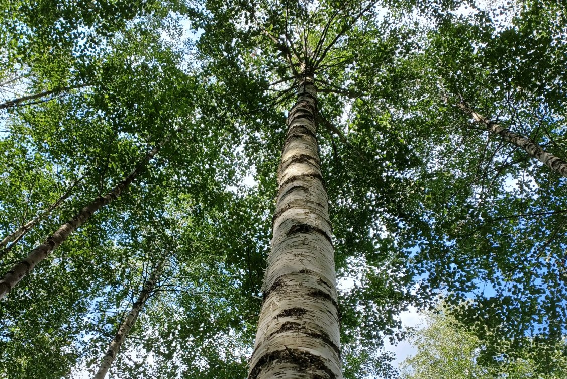 geradeschaftiger Laubbaum mit weißer Rinde