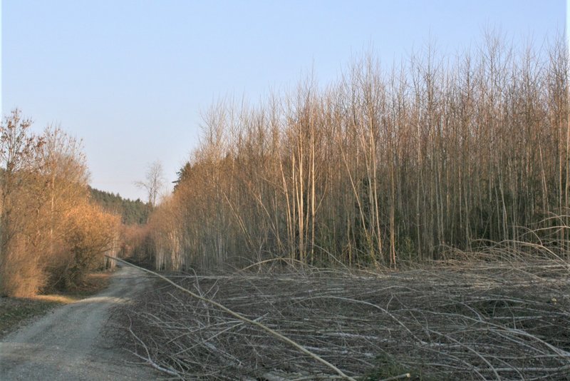 Area with numerous young deciduous trees