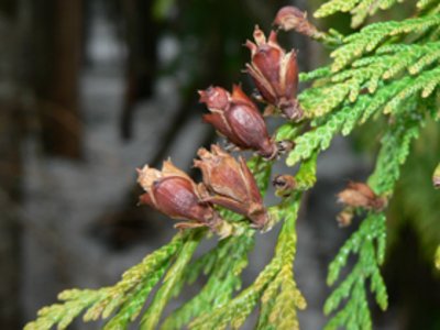 Riesenlebensbaum (Thuja plicata)