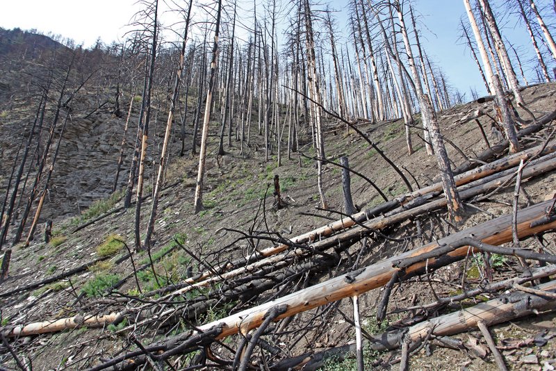 Waldbrandfläche oberhalb von Visp VS