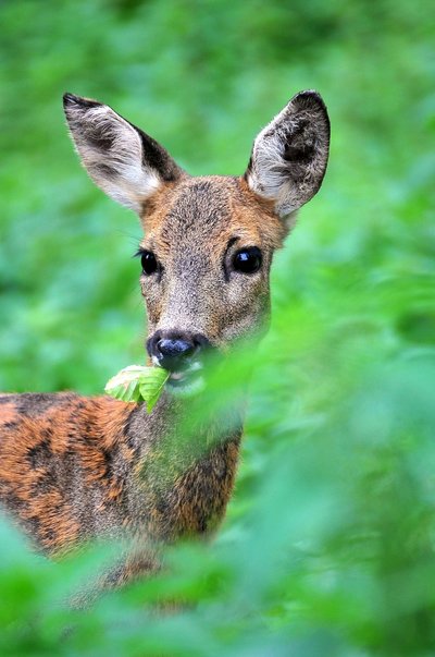Rehwild frisst ein Buchenblatt: typischer Verbiss an Laubbaumverjüngung. 