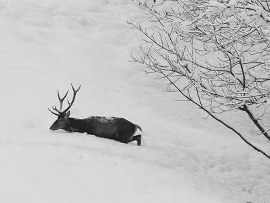 Red deer in deep snow