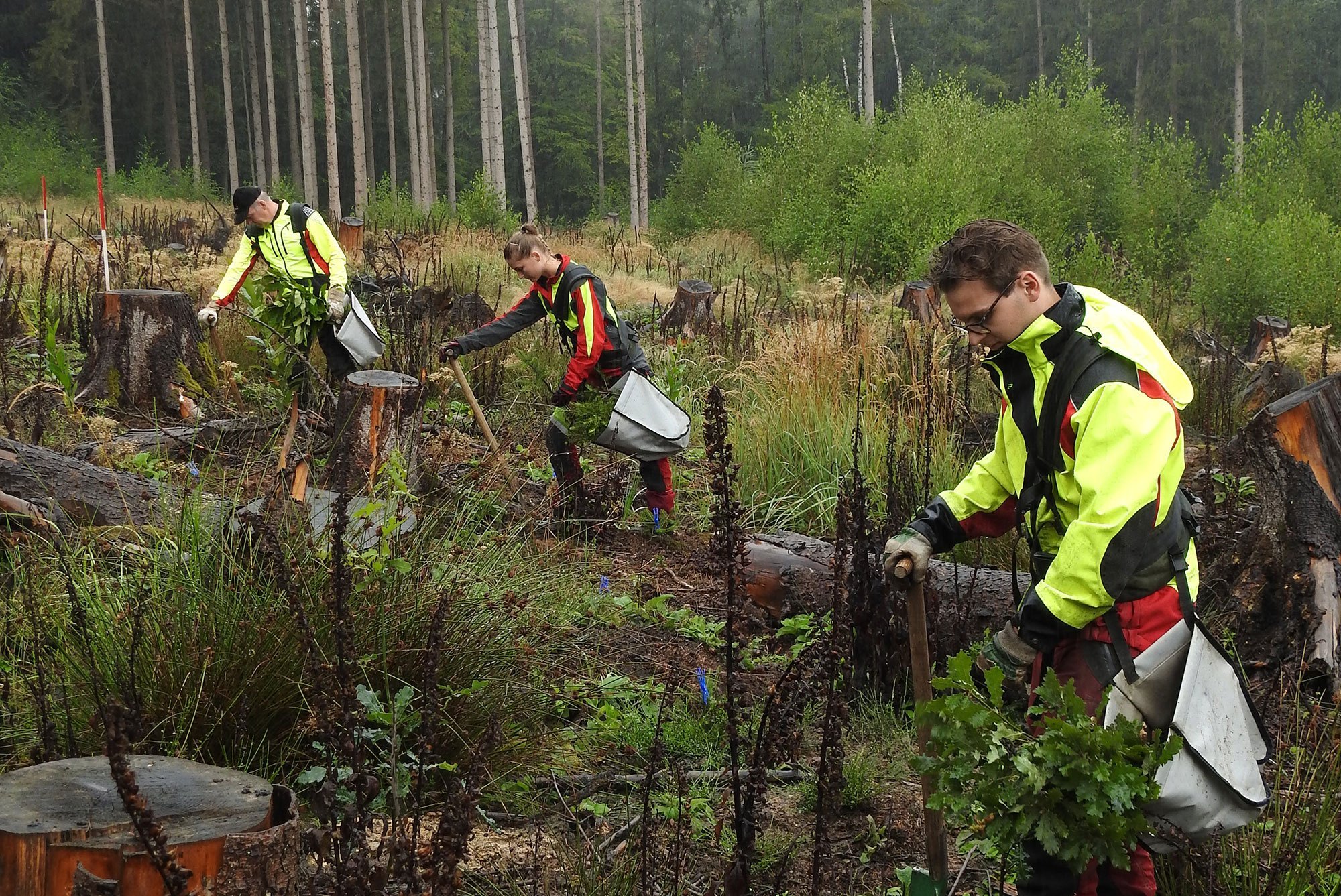 Zu den Grundprinzipien des Wiederbewaldungskonzepts für Nordrhein-Westfalen gehören die sinnvolle Kombination von geeigneter Naturverjüngung und ergänzender Pflanzung