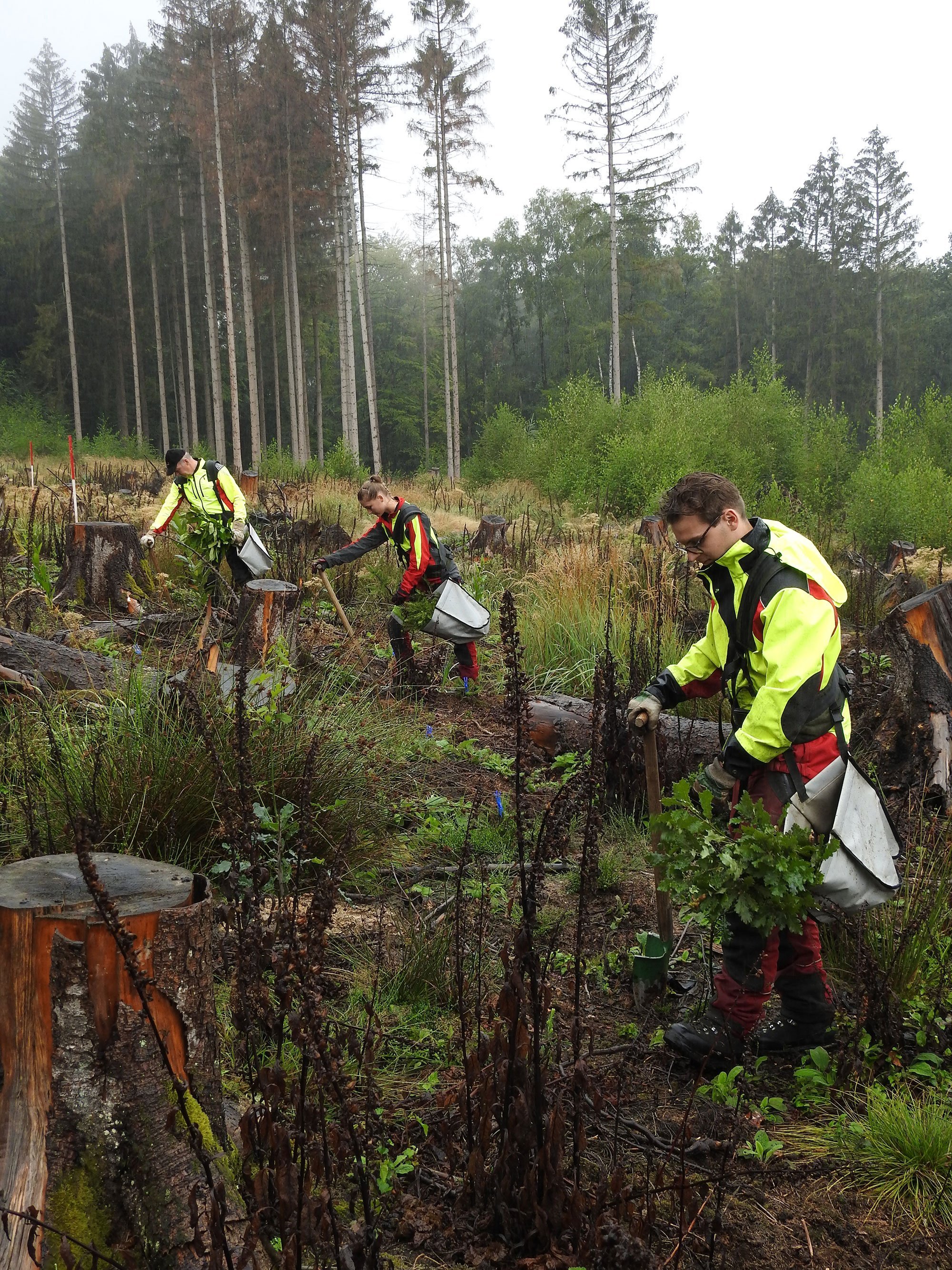 Wiederbewaldung in NRW: Neue Konzepte und Instrumente für klimaanpassungsfähige Wälder 1 Wiederbewaldung in NRW: Neue Konzepte und Instrumente für klimaanpassungsfähige Wälder