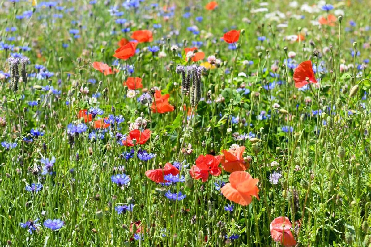 Die Anlage von Blühflächen mit gebietseigenem Saatgut 1 Die Anlage von Blühflächen mit gebietseigenem Saatgut