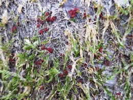 red pustules on bark