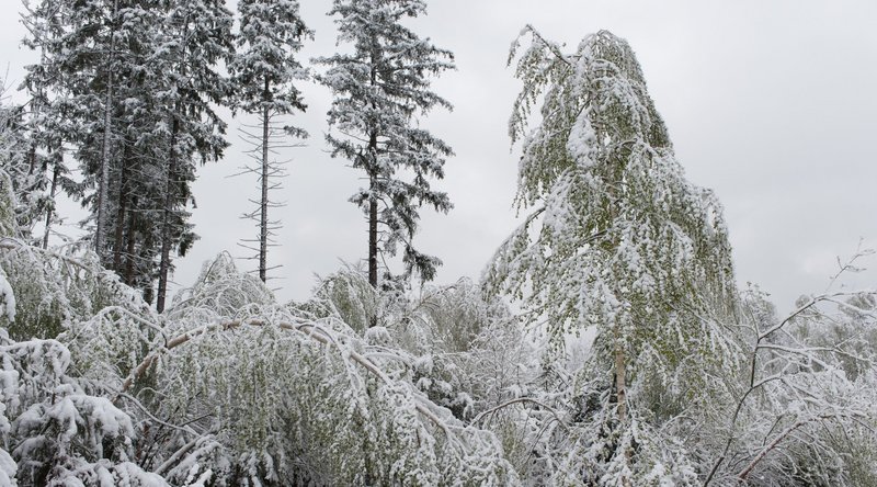 belaubter, verschneiter Wald