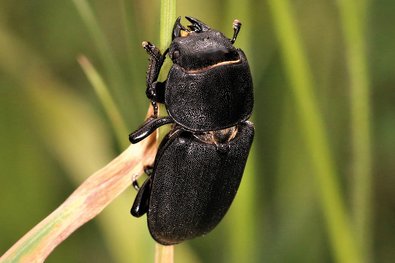 schwarzer Käfer