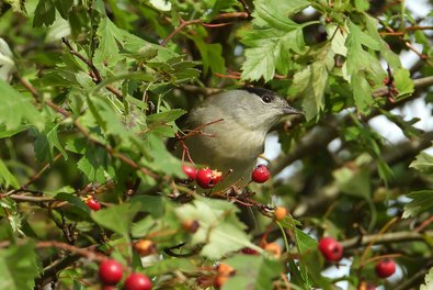 small bird sitting in a bush with red berries