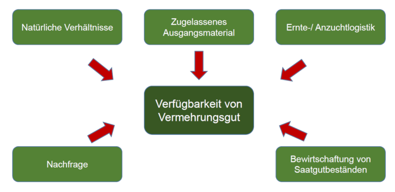 Einflussfaktoren Verfügbarkeit Vermehrungsgut