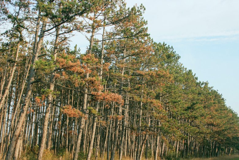 Foto: Von dem Diplodia-Kieferntriebsterben befallene Schwarzkiefern