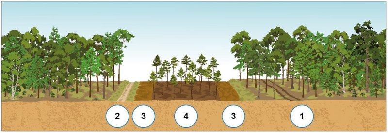 Grafik Bestockter Waldbrandriegel mit einem Weg und Riegelwald aus Gemeiner Kiefer