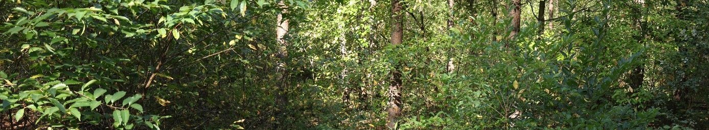 Wald Brandenburg, STK, Spätblühende Traubenkirsche Unterstand