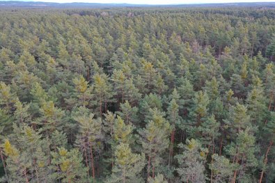 Drohnenbild eines Kiefernwaldes. In fast jeder zweiten Kiefernkrone befindet sich ein heller grüner Buschen.