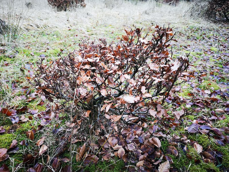 sehr stark vom Wild verbissene kleine Buche im Winterzustand mit braunem Laub