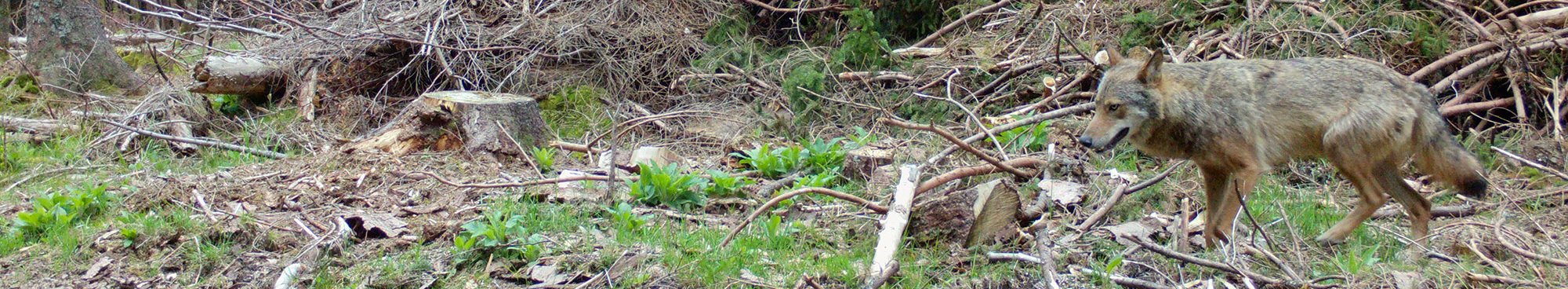 Einer von vier territorialen Wölfen in Baden-Württemberg. Wolfsrüde GW1129m lebt am Schluchsee im Hochschwarzwald. 
