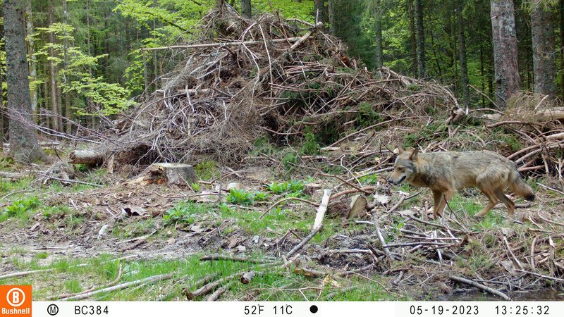 Einer von vier territorialen Wölfen in Baden-Württemberg. Wolfsrüde GW1129m lebt am Schluchsee im Hochschwarzwald.