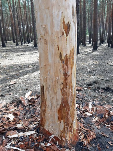 Gesunder weißer Baststreifen zwischen zwei Wurzelanläufen oberhalb einer Stammkehle