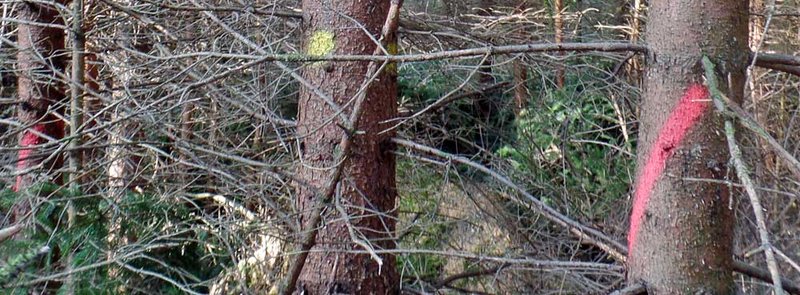 Im Bestand wurde eine Z-Baum orientierte Hochdurchforstung durchgeführt