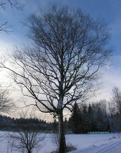 Free-standing bare deciduous tree with a heavily branched crown on a snowy meadow