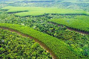 Eukalyptus-Plantagenwirtschaft in Brasilien