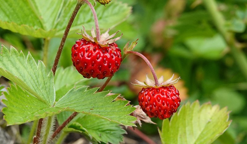 Walderdbeere (Fragaria vesca)