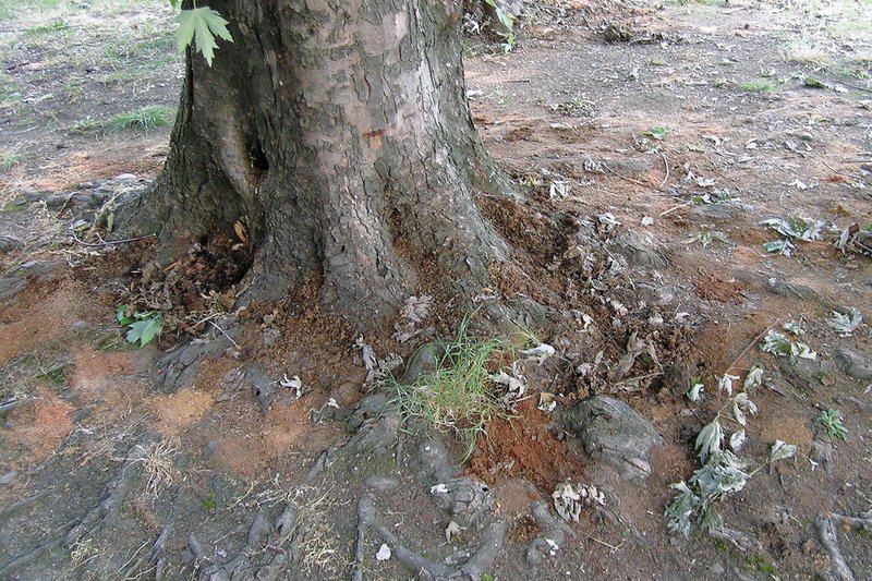 Befallsmerkmal am Stamm: Bohrmehl, hier des Citrusbockkäfers