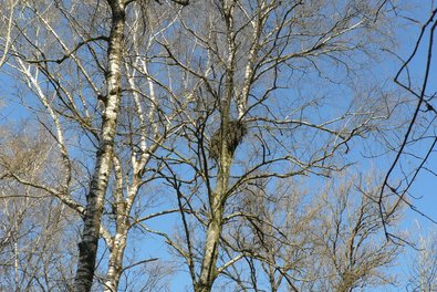 Greifvogelhorst in winterkahlem Laubholzbestand