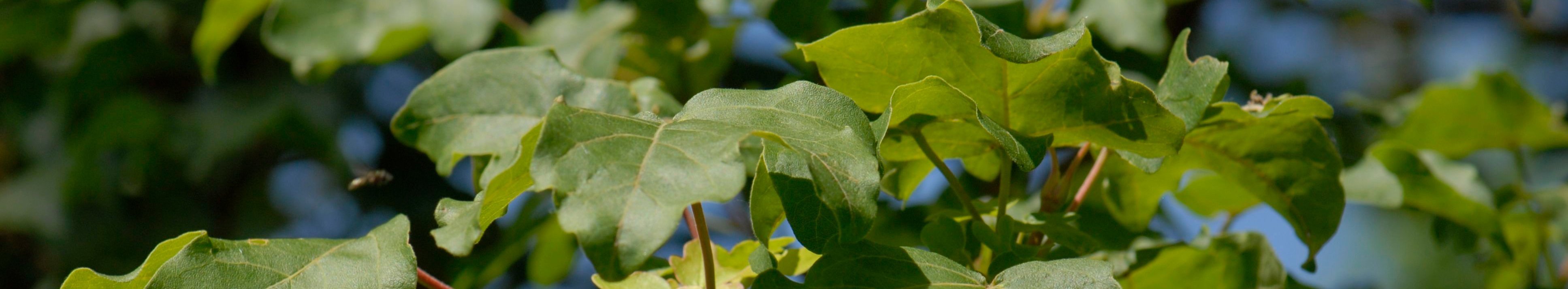 Zweig mit den kleinen, gelappten grünen Blättern des Feldahorns vor blauem Himmel